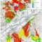 Plan Forestier Cantonal du Valais